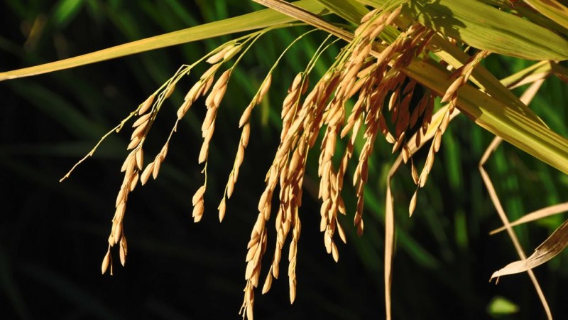 Área de arroz recua na nova safra, mas produção deve garantir abastecimento interno