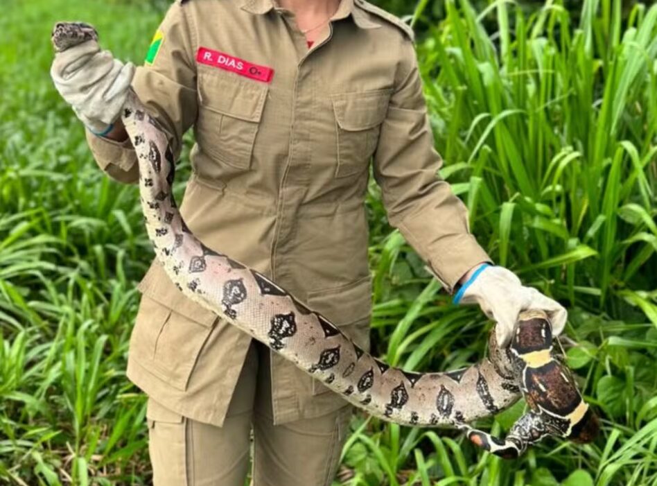 Jiboia de 1,5 metro é resgatada em calçada de Sena Madureira