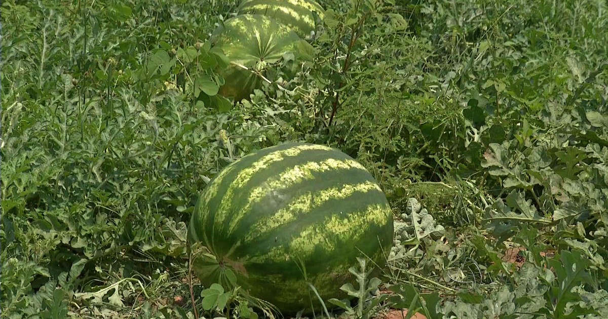 Melancia de 34 kg surpreende agricultores e chama atenção no campo