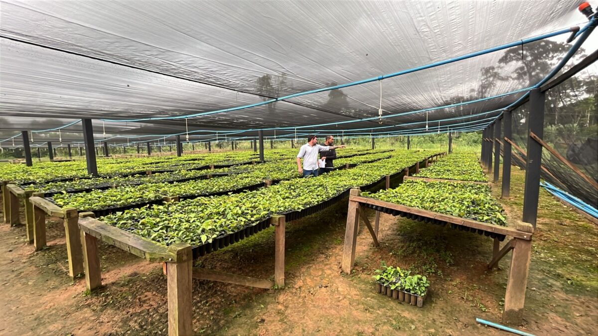 Seagri inicia visitas técnicas a viveiros de mudas de café e cacau no Acre