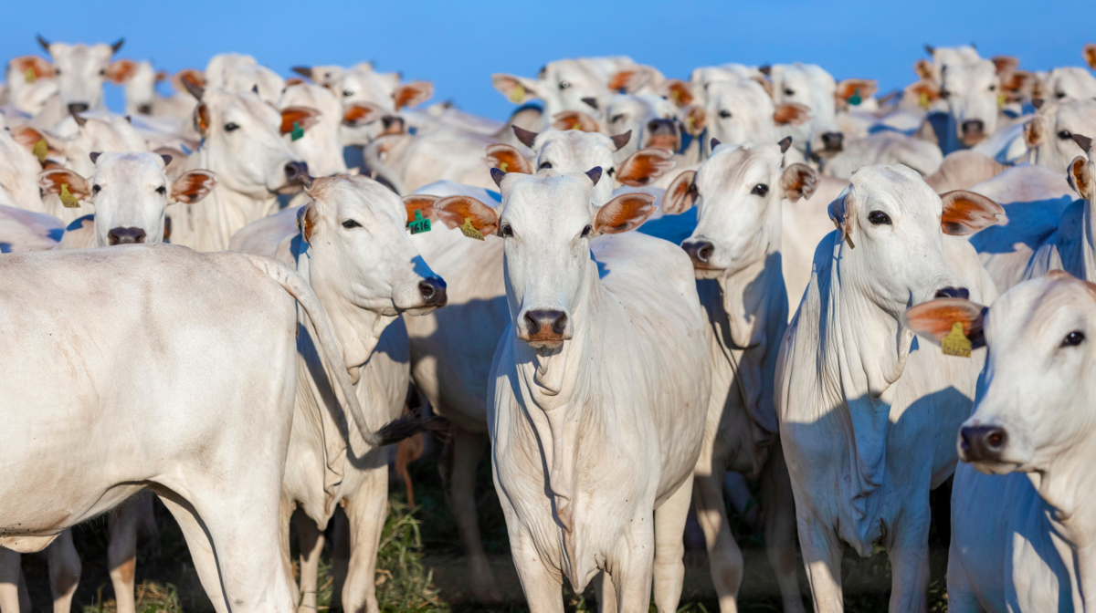 Abate de bovinos cresce mais de 14% em 2025 e Acre ultrapassa a marca de 600 mil cabeças