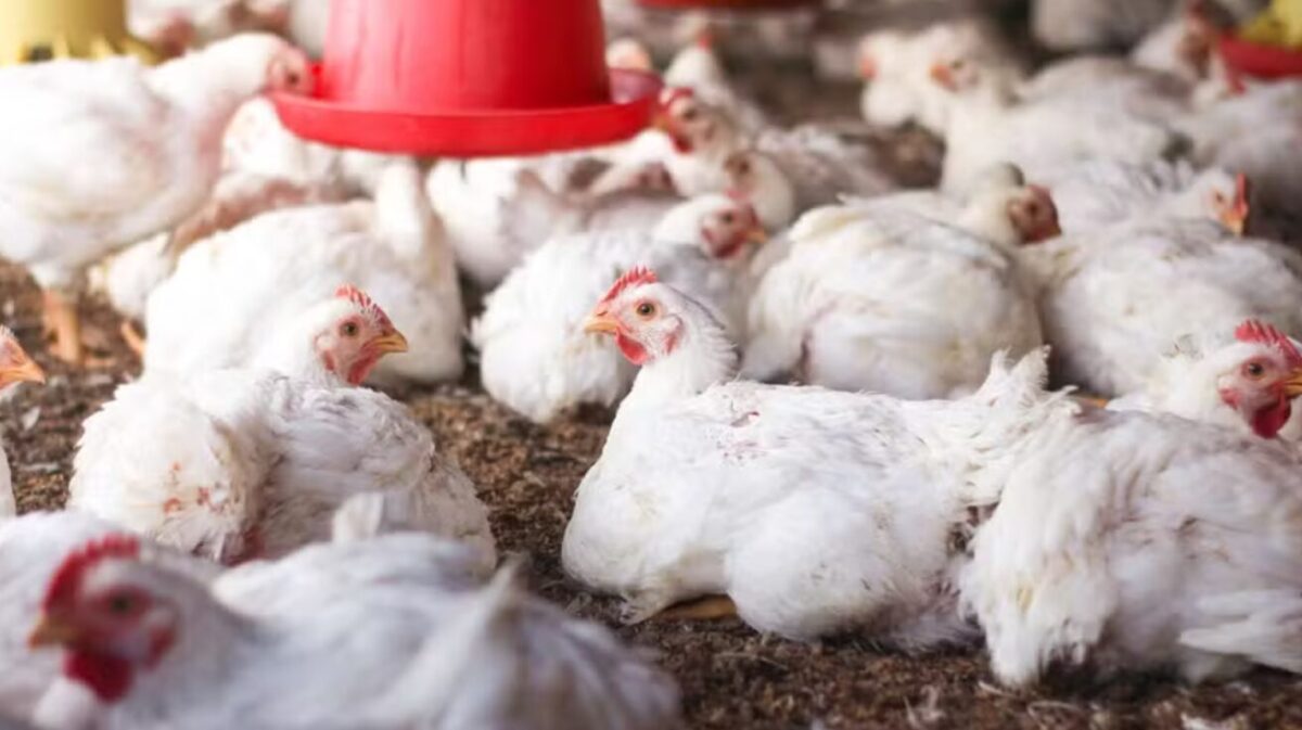 Alta no preço da carne de frango reduz competitividade frente às carnes suína e bovina, aponta Cepea