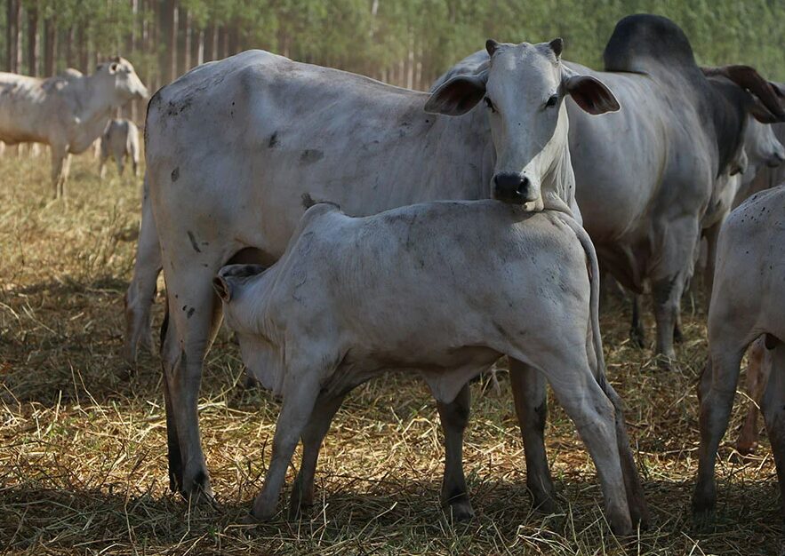 Pecuária acreana amplia ritmo de crescimento no primeiro semestre e exportações de carne bovina avançam mais de 50% em receita