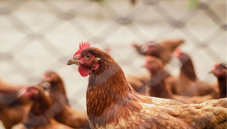 Foto Portal Acre Mais