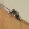 Rio Branco concentra mais de 60% dos casos de dengue registrados no Acre em 2026, aponta boletim epidemiológico