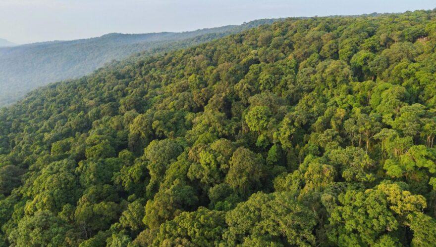 Fundo Florestas Tropicais