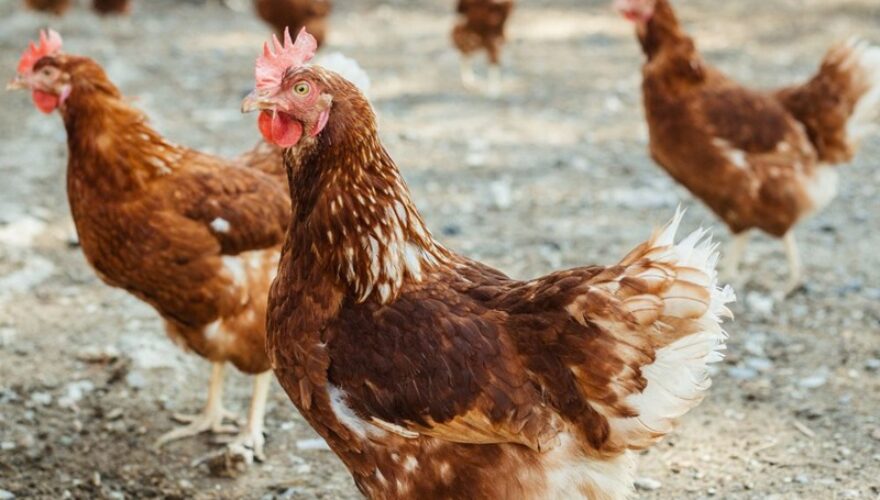 Foto Portal Acre Mais