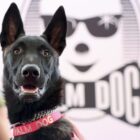 De cadela abandonada a estrela de Cannes: cachorrinha chilena Yuri ganha Palma Canina