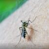 Estudo aponta eficácia prolongada de vacina brasileira contra dengue