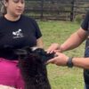Mais de 40 lhamas apreendidas no Acre seguem sob cuidados de ONG enquanto Justiça define destino dos animais
