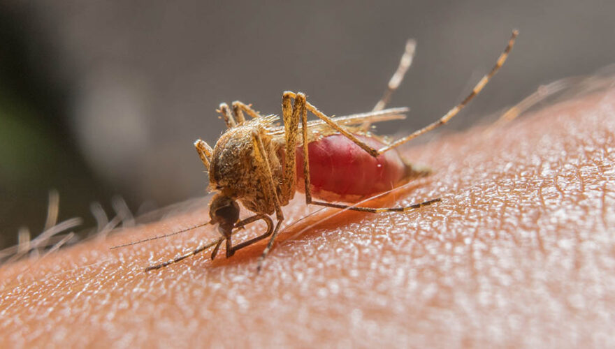 Acre registra mais de dois mil casos de malária em 2023/Foto Divulgação