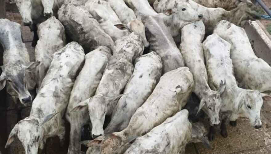 Foto: Assessoeia/ PCAC