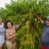 Programa da ABDI eleva renda de cafeicultores em 80% e impulsiona inclusão social