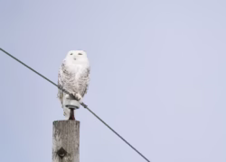 Espécie de coruja famosa pela saga 'Harry Potter' recebe proteção internacional da ONU; entenda